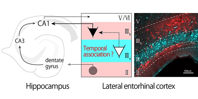 Neural mechanism underlying temporal association memory